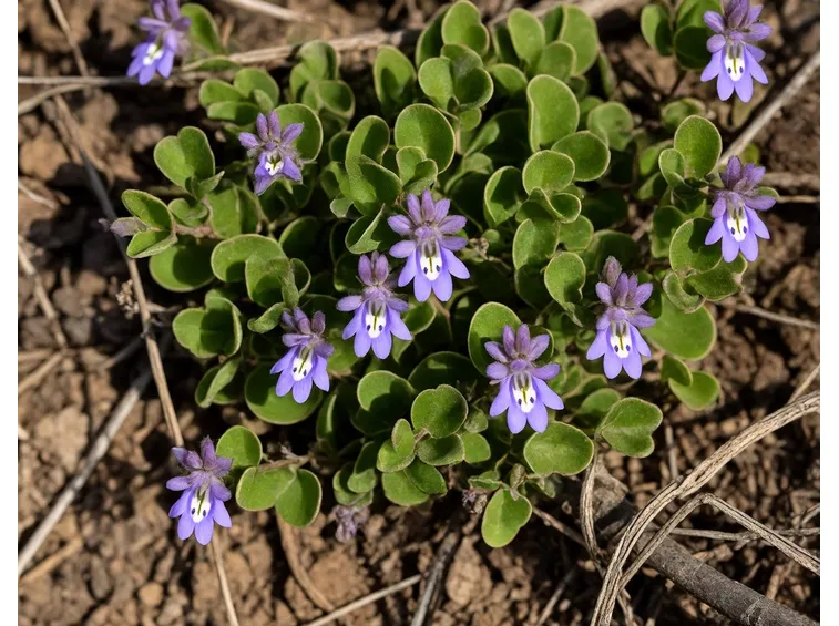 acinos alpinus