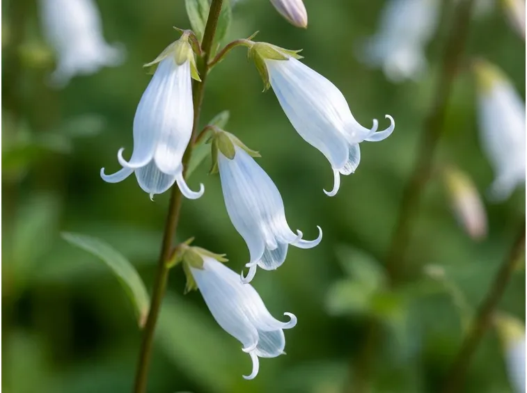 adenophora liliifolia