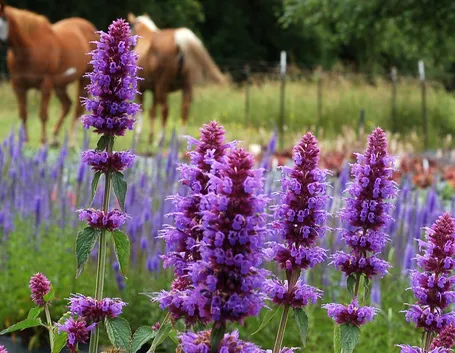 Agastache 