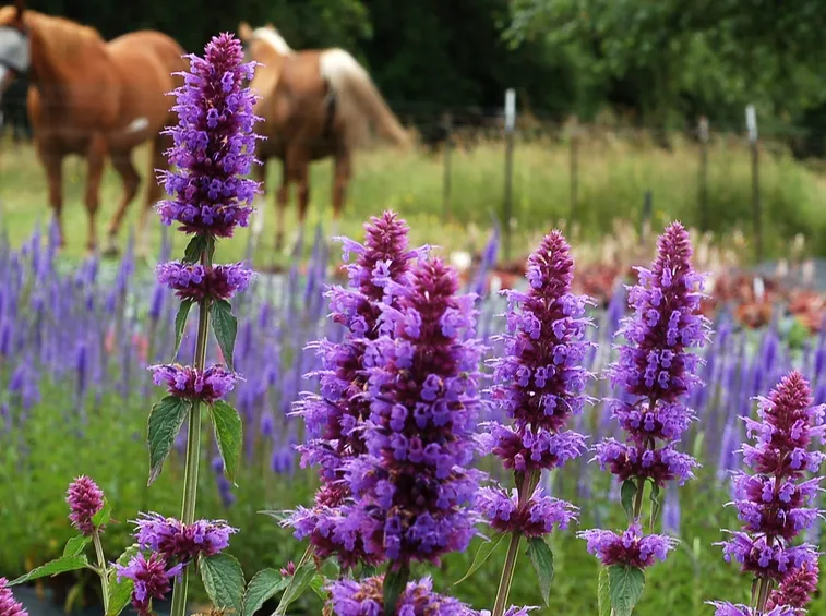 Agastache 