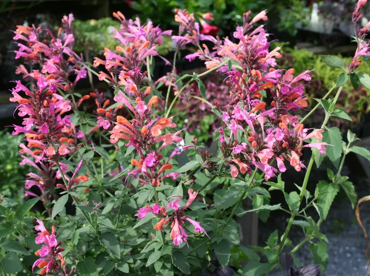 agastache blue fortune