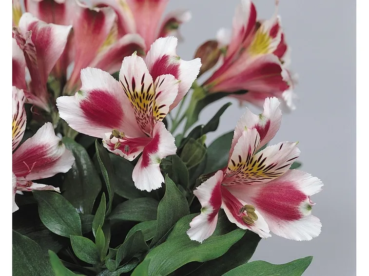 alstromeria