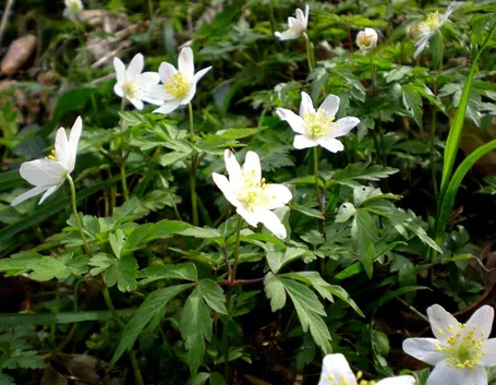 Anemone 
