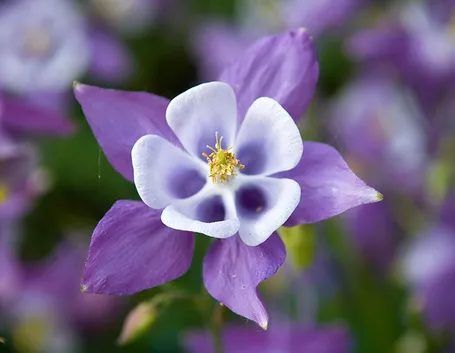 aquilegia 