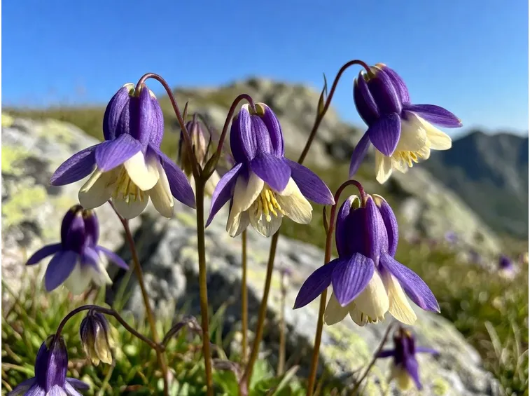 aquilegia alpina