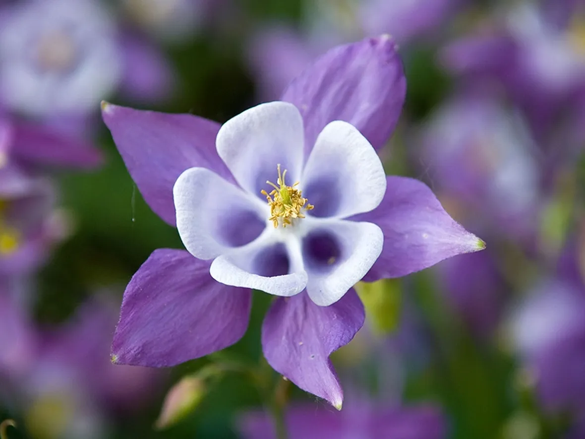 aquilegia