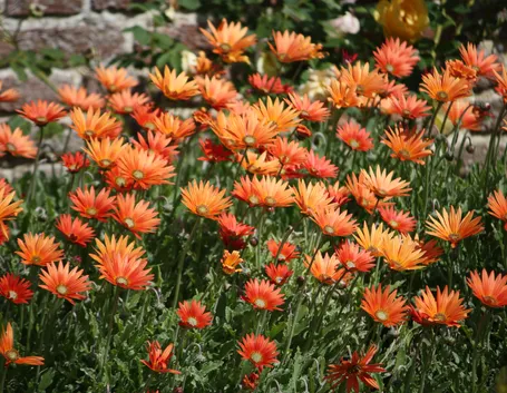 Margherita africana