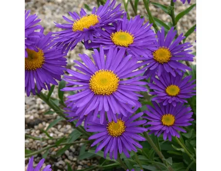 aster