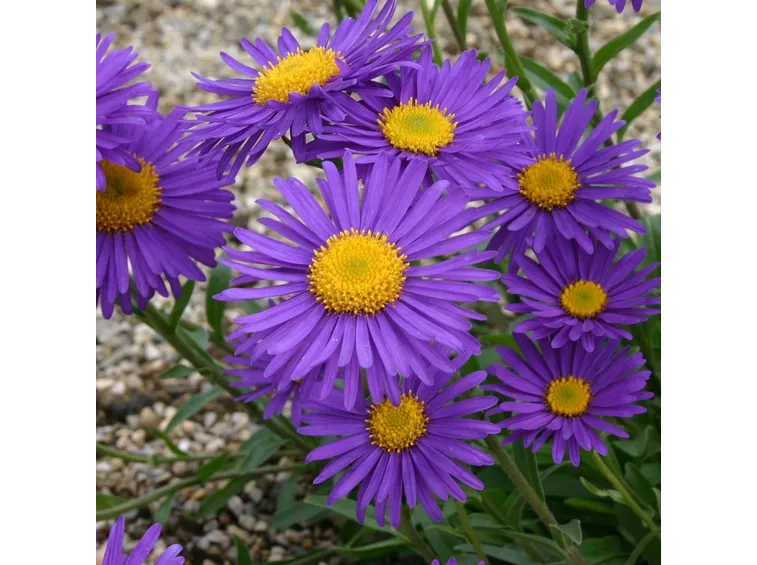 aster