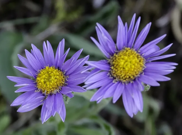 aster viola