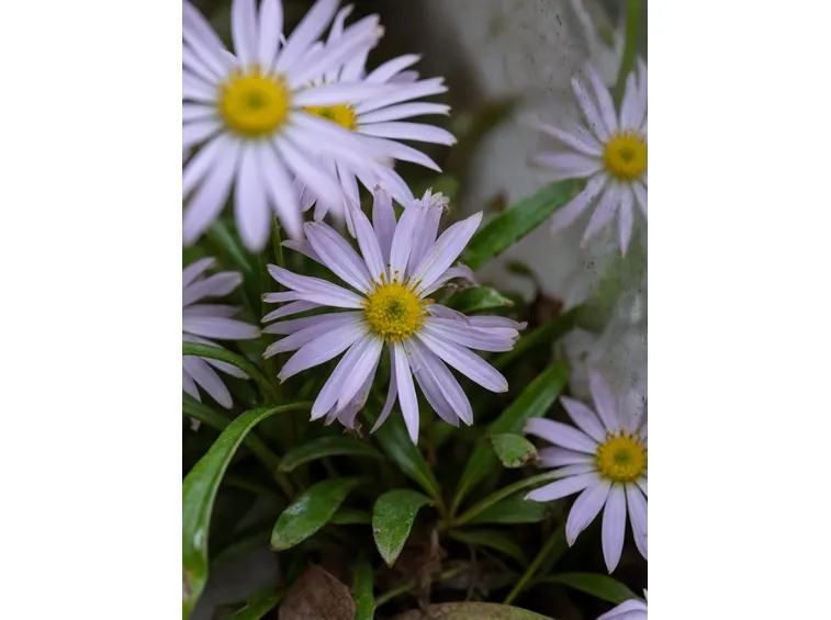 aster frikartii moench