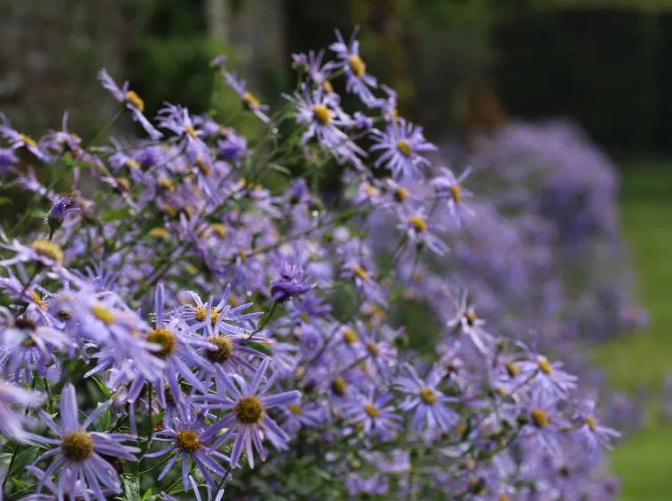 aster