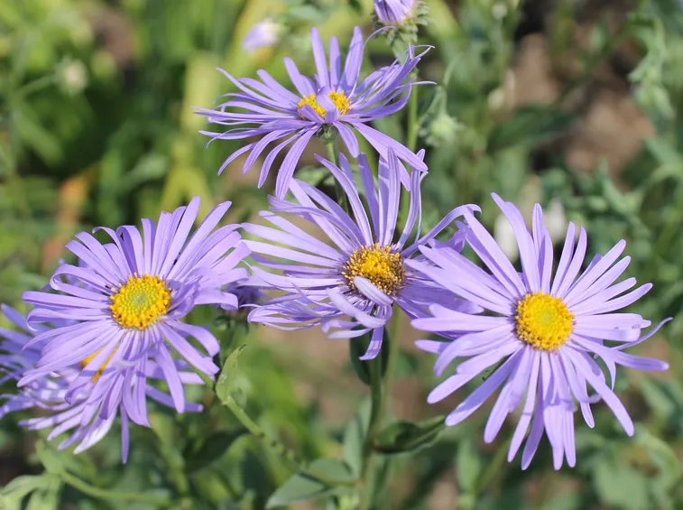 aster coltivazione