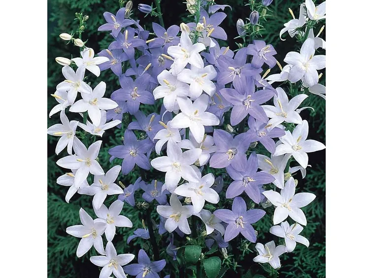 campanule