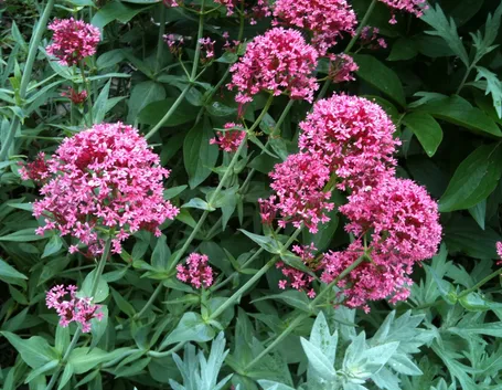 centranthus 