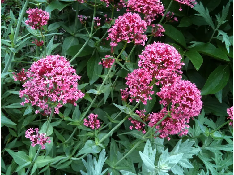 centranthus