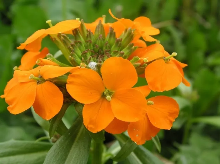 cheiranthus allionii