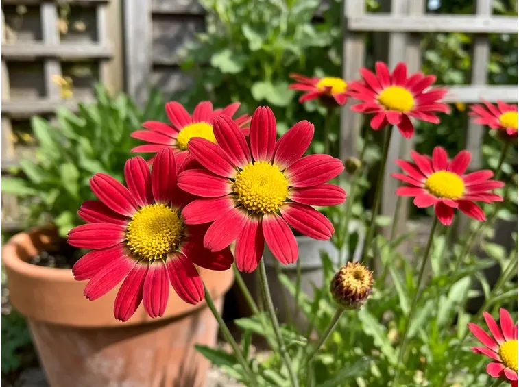fiori Chrysanthemum coccineum 