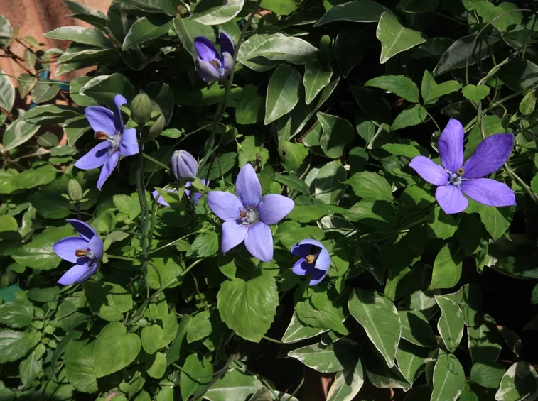 codonopsis