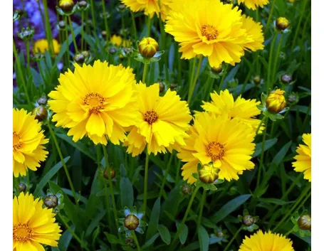 coreopsis 