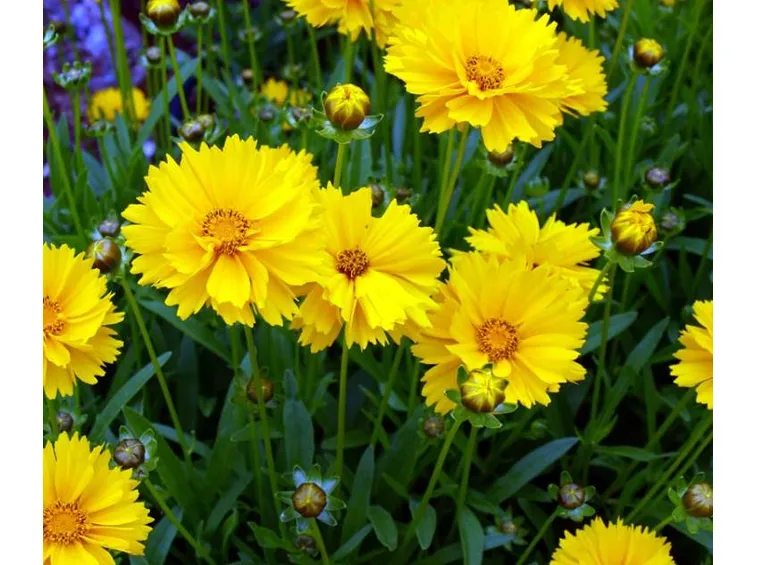 coreopsis