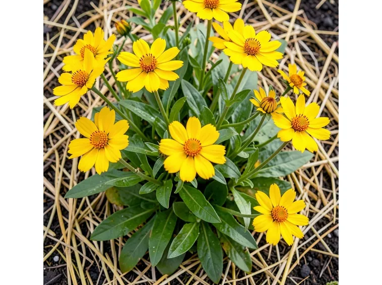coreopsis