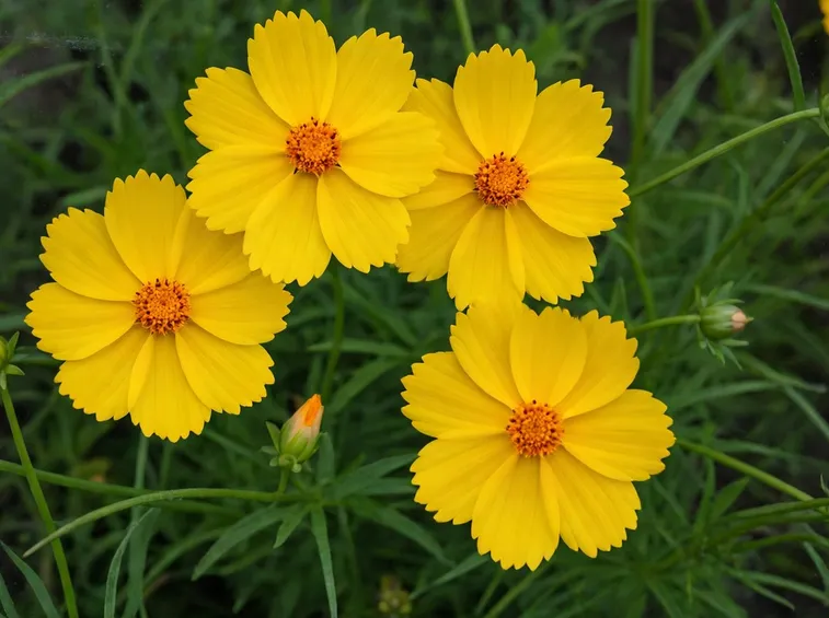 coreopsis