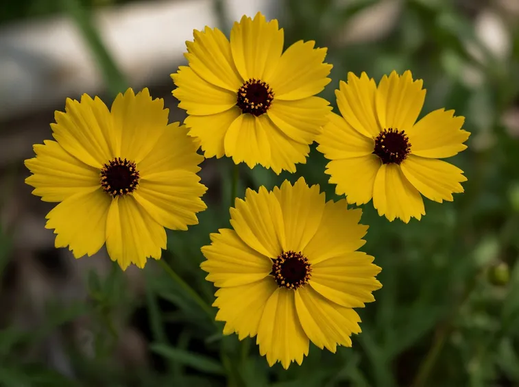 coreopsis