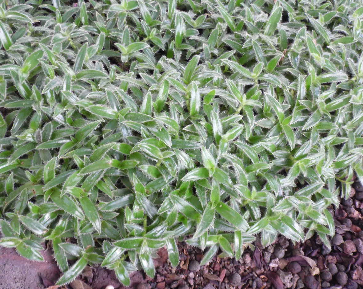 Cyanotis