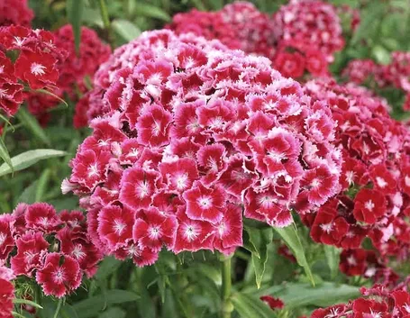 Dianthus 
