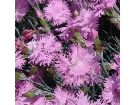 dianthus 