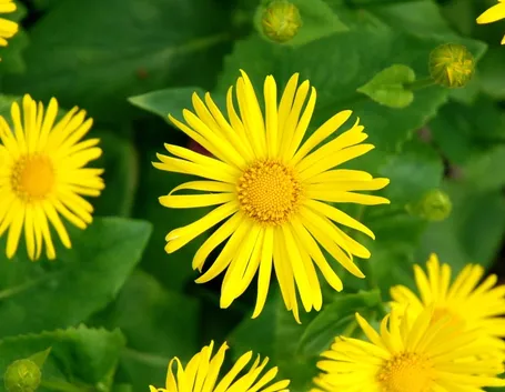 doronicum 