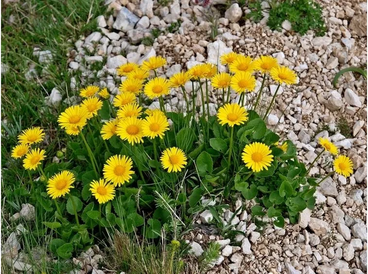 doronicum