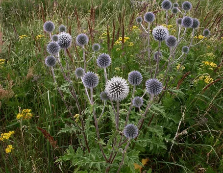 echinops 