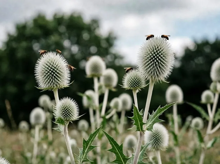 echinops sphaerocephalus