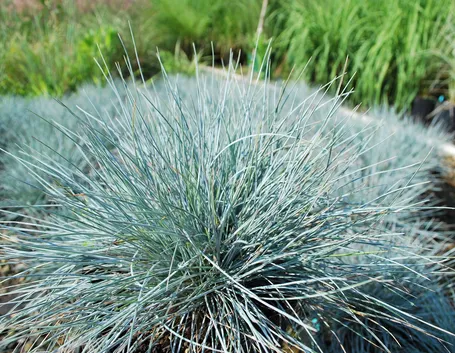 Festuca 