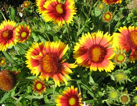 Gaillardia 