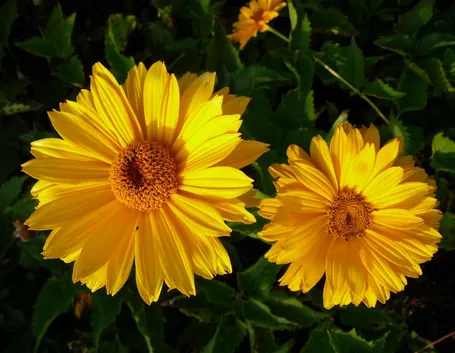 Heliopsis 