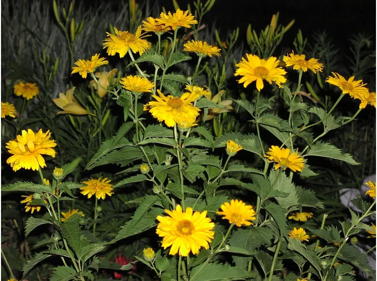 heliopsis