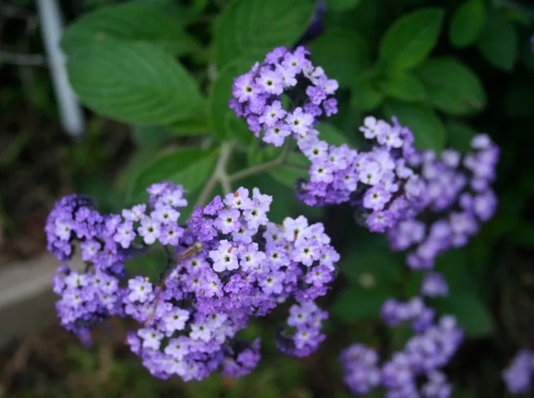 salvia blu