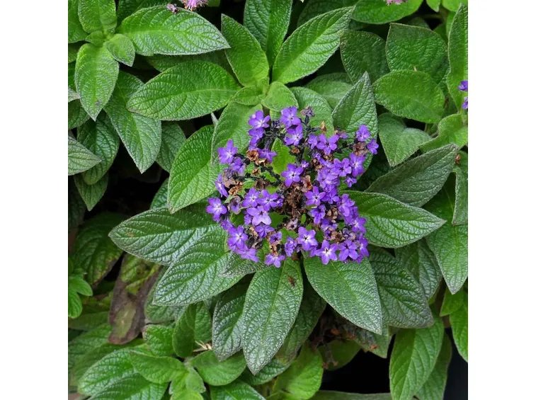 heliotropium arborescens