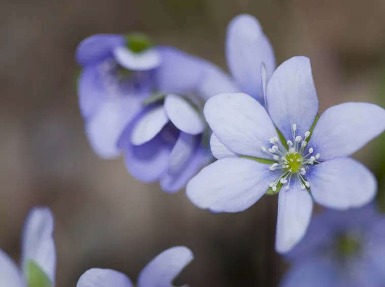 hepatica nobilis rosea plena
