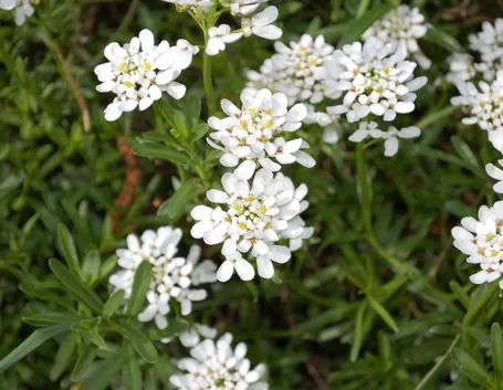 Iberis  