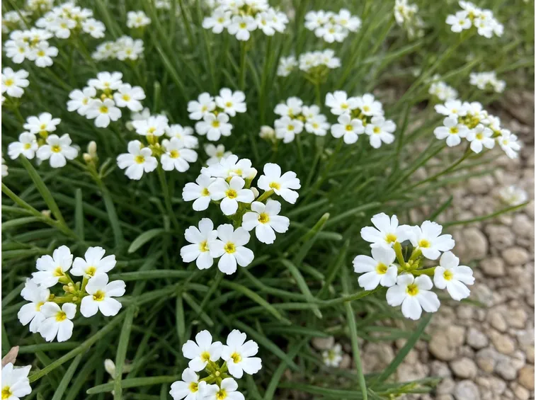 iberis sempervirens