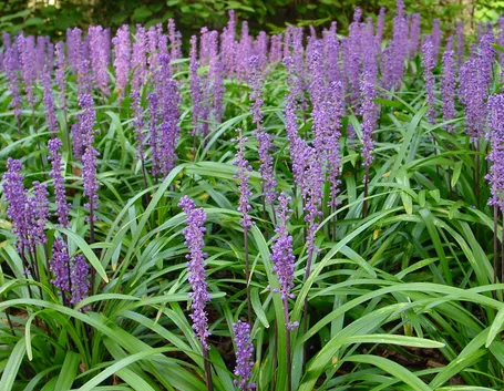 Liriope 
