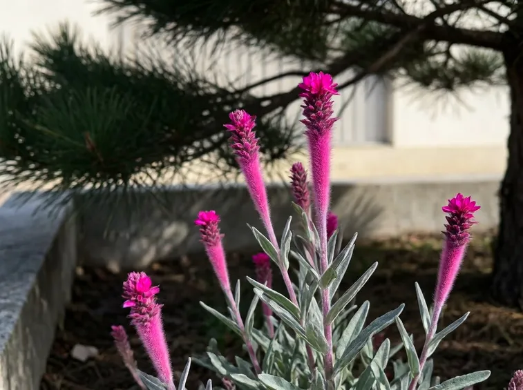 lychnis coronaria 