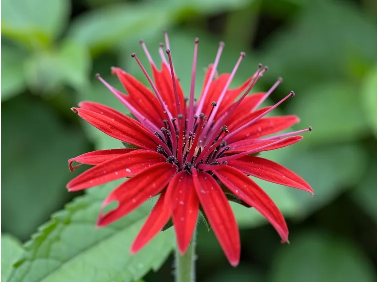 Monarda