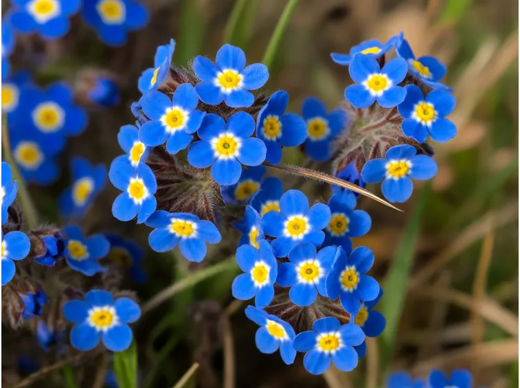 Myosotis