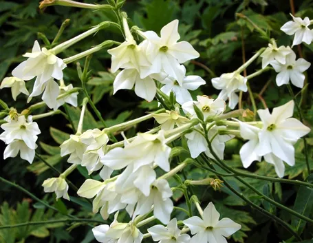 Nicotiana 