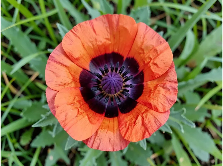 papaver orientalis